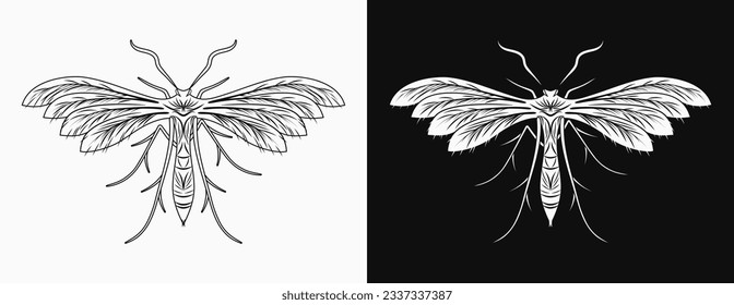 White plum moth, unusual night batterfly for mystic, esoteric design. Black and white illustration in vintage style.