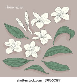 white plumeria, big set, vector illustration