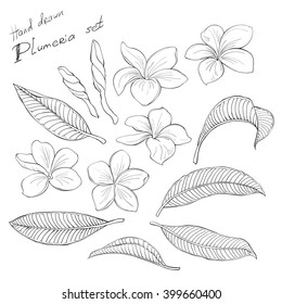 White Plumeria, Big Set, Vector Illustration