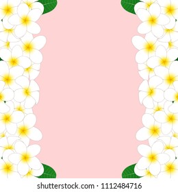 White Plumeria Border, Frangipani isolated on Pink Background. Vector Illustration.