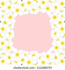 White Plumeria Border, Frangipani isolated on Pink Background. Vector Illustration.