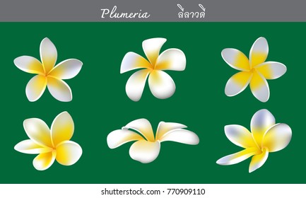 White Plumeria Flower