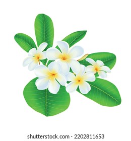 White Plumeria Flower Blossom Painting 