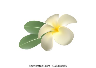 white plumeria flower, isolate, vector, illustration