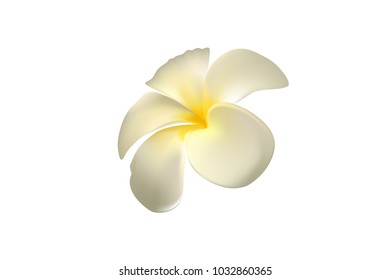 white plumeria flower, isolate, vector, illustration