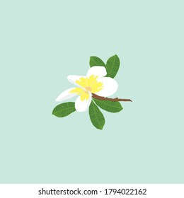 White Plumeria flower isolated on pista background