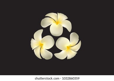white plumeria flower no black background, isolate, vector, illustration