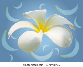 White plumeria flower on delicately vibrant blue background. for designer or nature enthusiast. illustration vector design. 