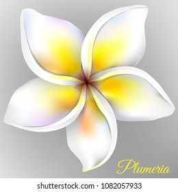 White plumeria flower on gray background. Vector illustration.