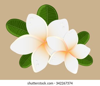 White plumeria  flower.  Vector illustration of white Two Frangipani flowers with green leaveson beige backgrouns. Spa or beauty center logo.