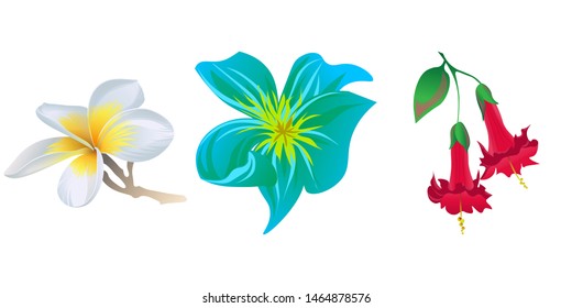 White Plumeria. Green Plumeria. Red Angel Trumpet. Vector illustration. Isolated illustration element. Floral botanical flower. Wild leaf wildflower isolated. Exotic tropical hawaiian jungle.