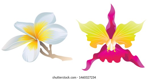 White Plumeria. Pink Orchid. Vector illustration.  Floral botanical flower. Wild leaf wildflower isolated. Exotic tropical hawaiian jungle. Isolated illustration element.