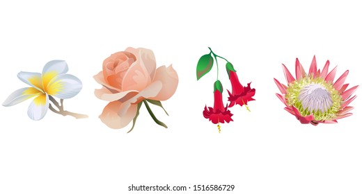 White Plumeria. Pink Rose. Red Angel Trumpet. Pink Protea. Vector illustration. Isolated illustration element. Floral botanical flower. Wild leaf wildflower isolated. Exotic tropical hawaiian jungle.