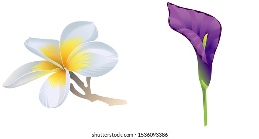 White Plumeria. Purple Calla. Vector illustration. Isolated illustration element. Floral botanical flower. Wild leaf wildflower isolated. Exotic tropical hawaiian jungle.