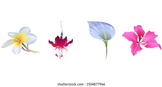 White Plumeria. Red Fuchsia. Blue Anthurium Tailflower. Pink Bauhinia Purpurea. Vector illustration. Isolated illustration element. Floral botanical flower. Wild leaf wildflower isolated. Exotic.