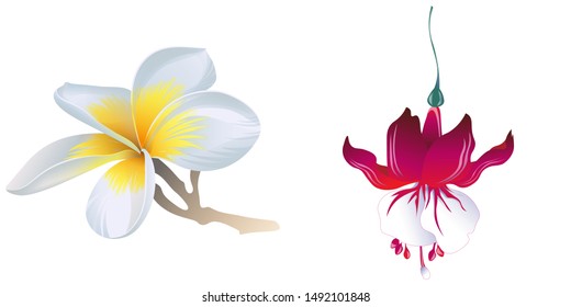 White Plumeria. Red Fuchsia. Vector illustration. Isolated illustration element. Floral botanical flower. Wild leaf wildflower isolated. Exotic tropical hawaiian jungle.