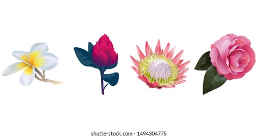 White Plumeria. Red Vriesea. Pink Protea. Pink Balsam. Vector illustration. Isolated illustration element. Floral botanical flower. Wild leaf wildflower isolated. Exotic tropical hawaiian jungle.
