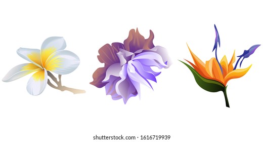 White Plumeria. Violet Clematis. Orange Strelitzia. Vector illustration. Isolated illustration element. Floral botanical flower. Wild leaf wildflower isolated. Exotic tropical hawaiian jungle.