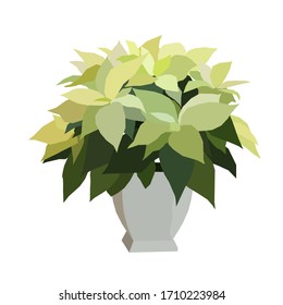 White poinsettia in flower pot, floral flat vector illustration.