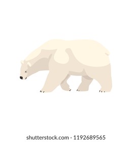 White polar bear arctic animal vector Illustration on a white background