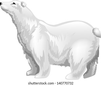 white polar bear isolated on white background