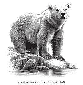 White Polar bear sketch hand drawn in doodle style illustration