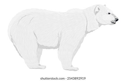 White polar bear. Wild animals of the Arctic and the Arctic Circle. Realistic vector animal