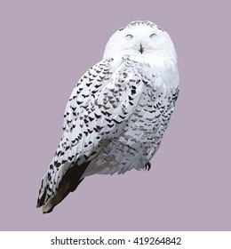 White polar owl. Detailed realistic illustration