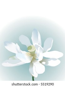 White Pond Flower