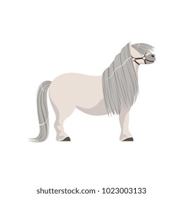 White pony with grey mane, thoroughbred horse vector Illustration