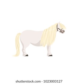 White pony, thoroughbred horse vector Illustration