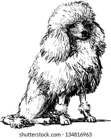 White poodle