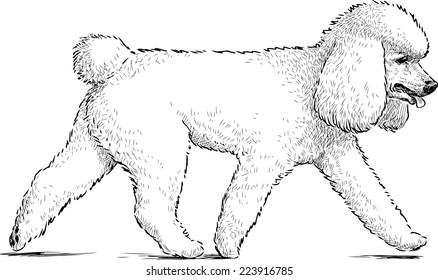 white poodle