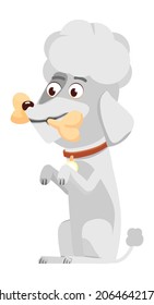 White poodle with bone. Cute cartoon puppy character