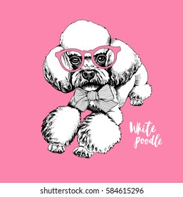 White Poodle dog in a glasses and bow on a pink background. Vector illustration.