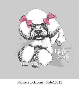 White Poodle dog with a pink bows on the ears. Vector illustration.