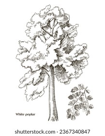 White poplar tree and poplar branch vector