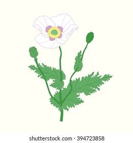 White poppy flower with bud and green stem