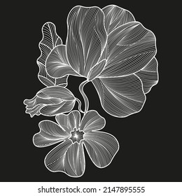 white poppy flower with bud and leaf on black background isolated vector drawing