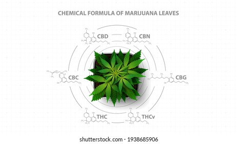 White poster with chemical formulas of natural cannabinoids with infographic of chemical formulas of cannabinoids and green bush hemp, top view