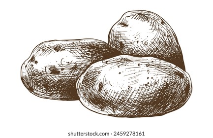 White potatoes in brown skins, a pile of whole tubers. Graphic illustration hand drawn in brown ink line art on the theme of harvest, cooking, food, vegetable. Element EPS vector