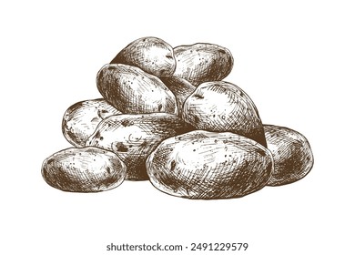 White potatoes in brown skins, a pile of whole tubers. Graphic illustration hand drawn in brown ink line art on the theme of harvest, cooking, food, vegetable. Element EPS vector.