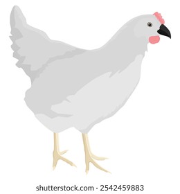 Pollo blanco de la granja de aves de corral aislado sobre fondo blanco. Ilustración vectorial