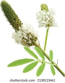 Imagen vectora de flor silvestre de la pinza blanca o una flor aislada 