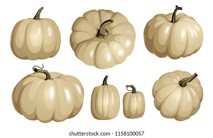 White pumpkin isolated on white. Realistic vector pumpkins. Set of white pumpkins for Halloween and Thanksgiving decor.