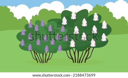 white and purple lilac bushes