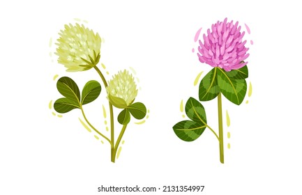 White and Purple Trifolium or Clover Flower Head on Green Stem with Trifoliate Leaves Vector Set