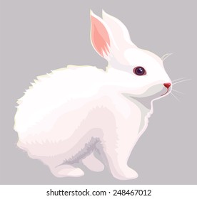 White rabbit