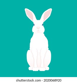 White rabbit or hare. Front view. Isolated on white background