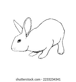 Esbozo de tinta de conejo blanco. Ilustración vectorial vintage dibujada a mano.